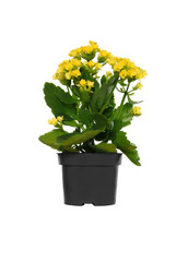 Ornamental plant Kalanchoe in a pot on a white background with yellow flowers
