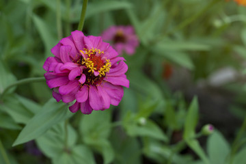 Obraz premium Beautiful single zinnia flowers pink color blooming in garden.