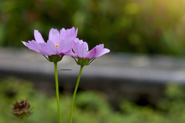 Nature of two Cosmos flower pink color in garden.