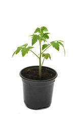Tomato seedling isolated on a white background