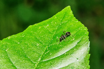 ant on the leaf