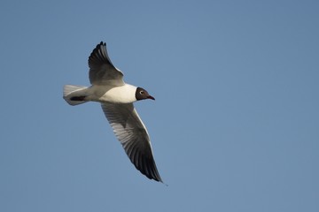 Flying seagull
