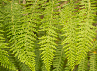 Farnkraut als Textur, auch eine Heil- und Giftpflanze