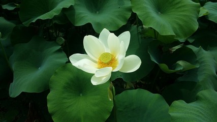 An Oriental lotus flower in beautiful green garden 