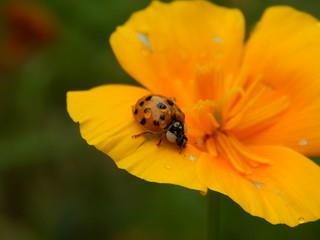 ladybug on flower