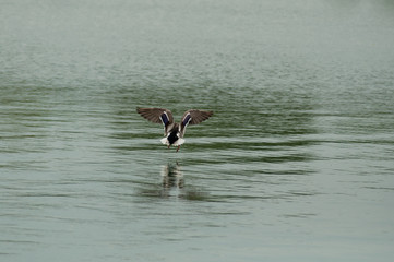 closeup of duck flying with reflection on lake back view