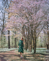 Beautiful woman is standing under cherry blossom sakura tree