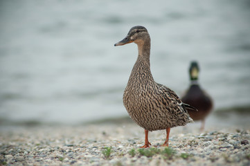 portrait of two ducks walking on the pebbles beach