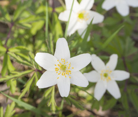 close up macro white wood anemone flower(Anemone nemorosa), selective focus, spring floral background