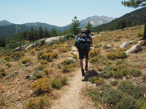 hiker man with heavy backpack walking on GR 20 famous trail in corsician alpes, scenery of high mountain green meadow, spruce tre forest with blue sky background
