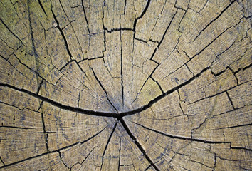 Abstract texture of tree stump, crack wood ancient