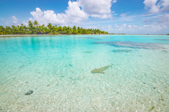Blacktip reef shark swims in shallow tropical waters of Fakarava, French Polynesia