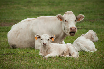 Naklejka na ściany i meble group of white cow and veal in a meadow