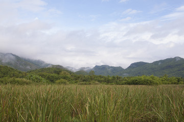 Landscape of Papyrus and mountain with white cloud on top under blue sky at Kanchanaburi Province of Thailand.