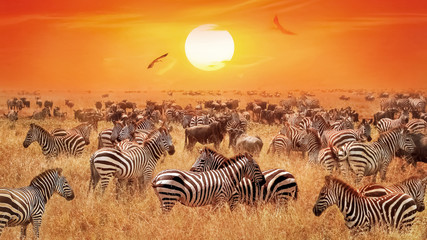 Obraz na płótnie Canvas Groupe of wild zebras and antelopes in the African savanna against a beautiful orange sunset. Wild nature of Tanzania. Artistic natural african image.