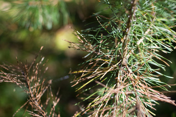 Forest. Close-up of a conifer sprig illuminated by the sun. Nature, outdoors