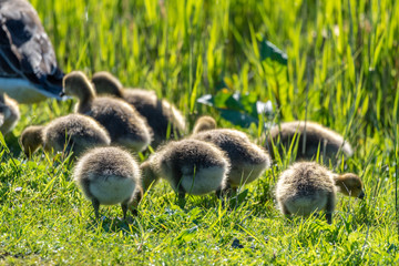 Lake photography birds and nature, Netherlands zoetermeer