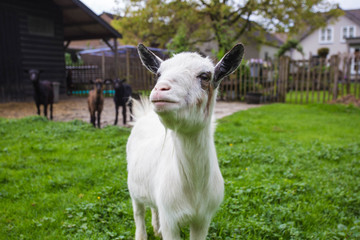 Obraz premium Cute little goat at the farm 