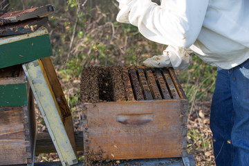 Beekeeper working on the hive
