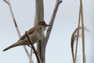 Clamorous reed warbler perched on plant stem in rural countryside outdoor scene.