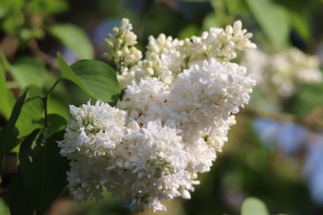 Sommerflieder in der Abendsonne