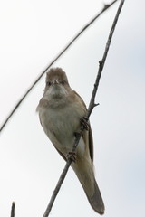 Clamorous reed warbler perched on plant stem in rural countryside outdoor scene.