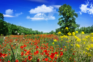 Fototapeta na wymiar Summer meadow with poppies, canola and other flowers