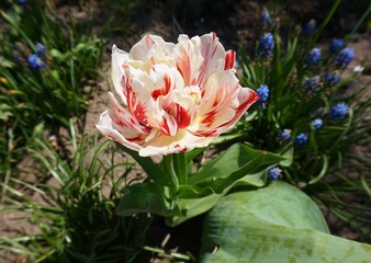 Blossoming in the spring, a varietal tulip of red and white colours in the garden on the flowerbed.