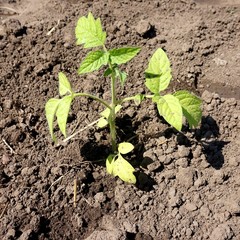 Freshly planted in the ground a young bush of a tomato.