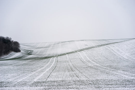 Winter scene of rolling fields cover with snow. Clod winter day.