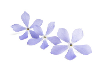 blue flowers isolated