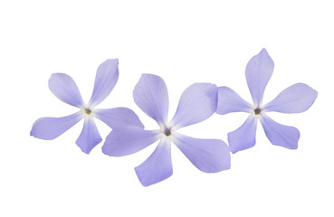 Fototapeta na wymiar blue flowers isolated