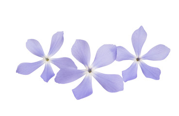 blue flowers isolated