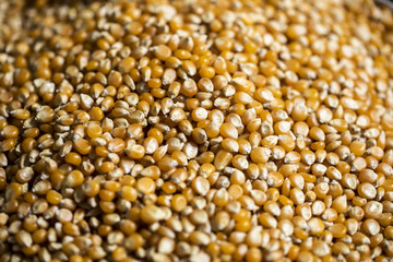 grain de maïs en gros plan