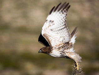 Hawk Carrying Twigs