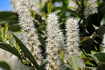 Kirschlorbeer in voller Blüte