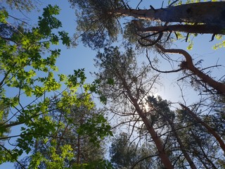В лесу