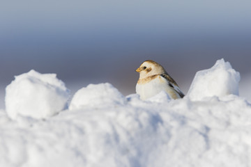 Snow bunting in winter