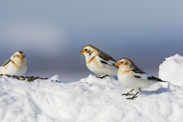 Snow bunting in winter