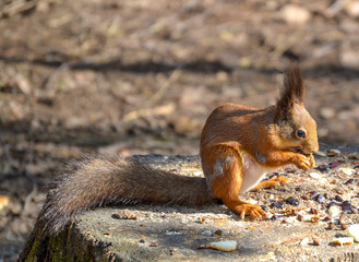 Naklejka na ściany i meble Red squirrel gnaws a nut in the forest