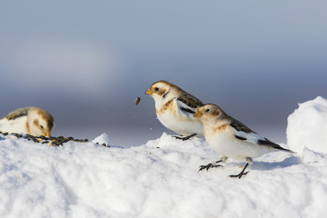 Snow bunting in winter