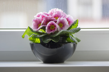 Primula hortensis ornamental flower, bunch of flowers flowering indoors, green leaves