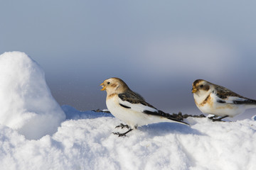 Snow bunting in winter