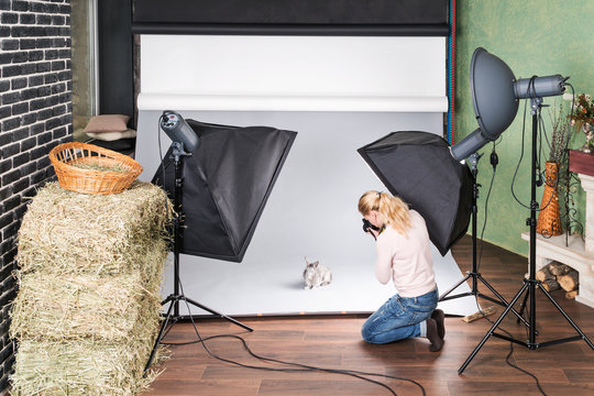 Female photographer in the process of photographing a rabbit on a gray background in a photo studio