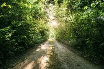 wood forest road. forest path with green trees vegetation and sun shine