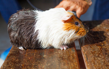 Obraz premium selective focus on white, black, orange brown guinea pig drying wet fur under sunlight. The domestic guinea pig, also known as domestic cavy or simply cavy, is a species of rodent.
