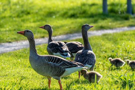 Lake photography birds and nature, Netherlands zoetermeer