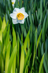 Obraz premium Single daffodil in bloom in a planting of leaves in multiple shades of green 