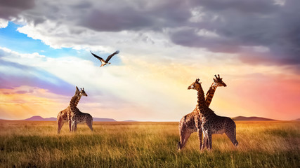 Group of giraffes and bird in the Serengeti National Park. Sunset cloudscape. African wild life.
