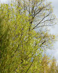 spring is here! the leaves are thinning trees, everything is light green and yellowish; trees in the spring on a blue sky background.